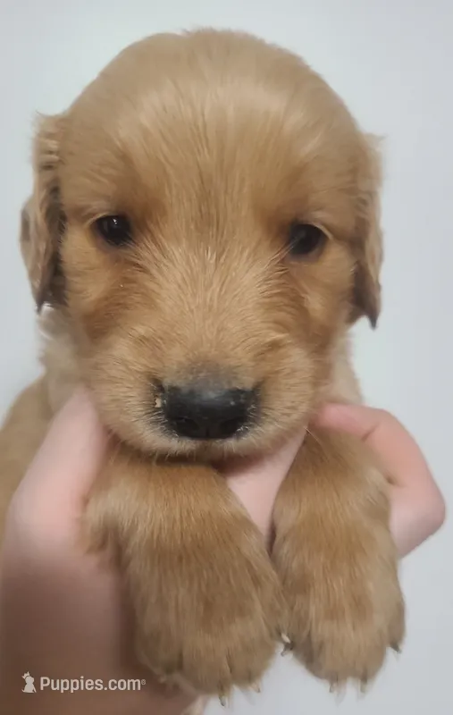 Blake - AKC Golden Retriever  – Golden Retriever puppy for sale in San Luis Obispo, CA