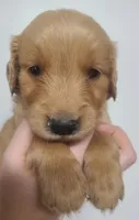 Blake - AKC Golden Retriever , a male Golden Retriever for sale in San Luis Obispo, CA – 1 of 7