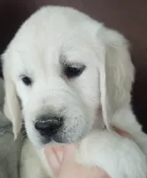 Ruby, a female Golden Retriever for sale in San Luis Obispo, CA – Photo 2 of 10