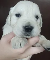 Ruby, a female Golden Retriever for sale in San Luis Obispo, CA – Photo 4 of 10