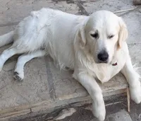 Ruby, a female Golden Retriever for sale in San Luis Obispo, CA – Photo 9 of 10