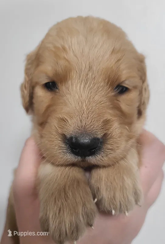 Princess – Golden Retriever puppy for sale in San Luis Obispo, CA