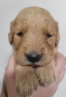 Princess, a female Golden Retriever for sale in San Luis Obispo, CA – 1 of 8