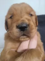 Baxter, a male Golden Retriever for sale in San Luis Obispo, CA – Photo 1 of 6