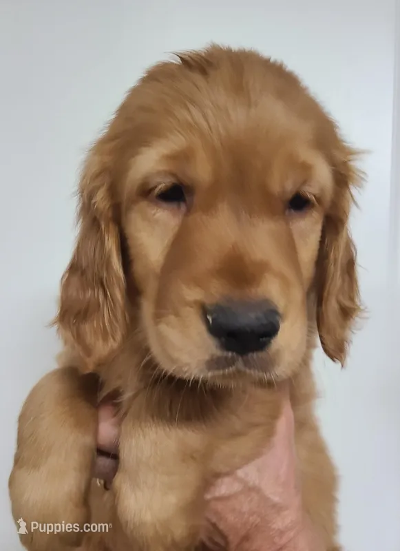 Baxter – Golden Retriever puppy for sale in San Luis Obispo, CA