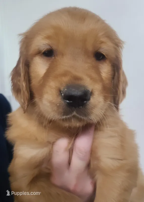 Baxter – Golden Retriever puppy for sale in San Luis Obispo, CA
