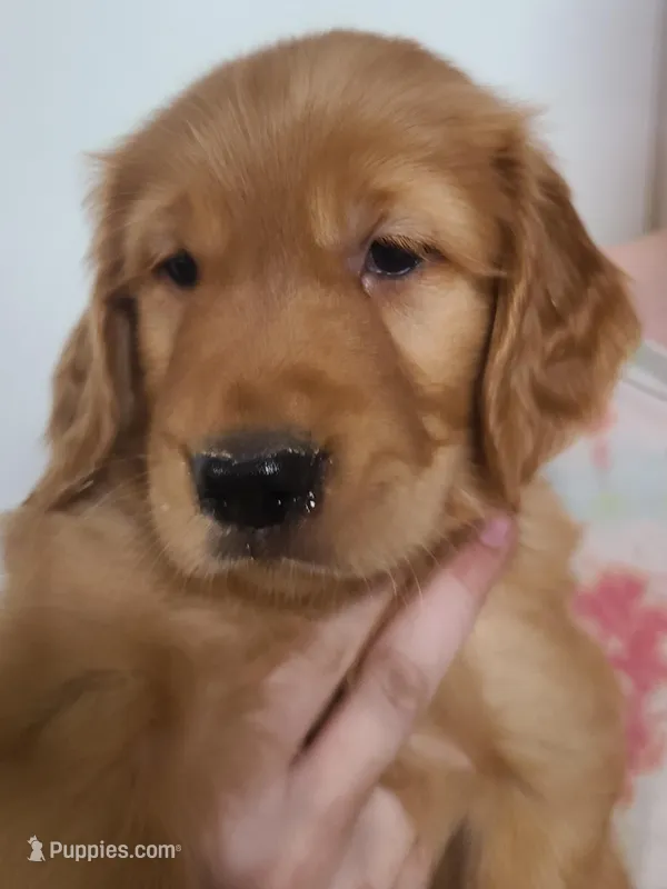 Baxter – Golden Retriever puppy for sale in San Luis Obispo, CA