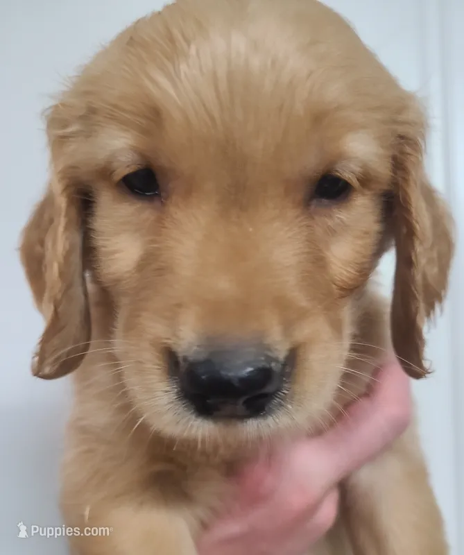 Blake - AKC Golden Retriever  – Golden Retriever puppy for sale in San Luis Obispo, CA