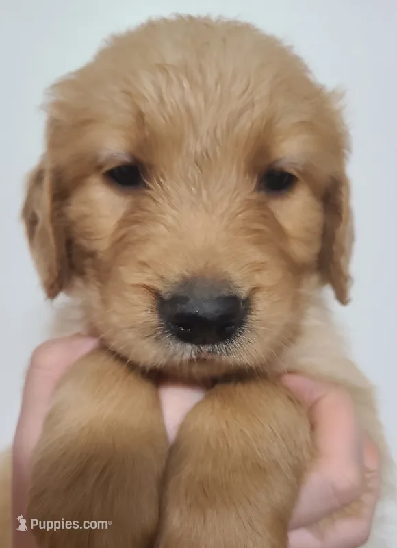 Princess - AKC Golden Retriever  – Golden Retriever puppy for sale in San Luis Obispo, CA