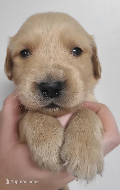 Blake – Golden Retriever puppy for sale in San Luis Obispo, CA