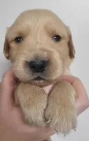 Blake, a male Golden Retriever for sale in San Luis Obispo, CA – 1 of 6