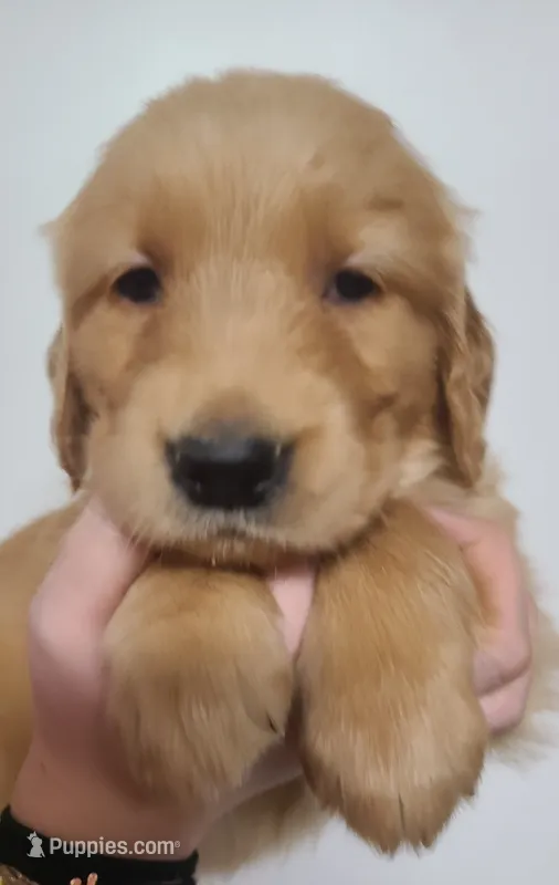 Pearl - AKC Golden Retriever  – Golden Retriever puppy for sale in San Luis Obispo, CA
