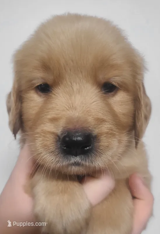 Piper - AKC Golden Retriever  – Golden Retriever puppy for sale in San Luis Obispo, CA