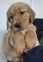 AKC American Male, a  Golden Retriever for sale in San Luis Obispo, CA – Photo 1 of 3