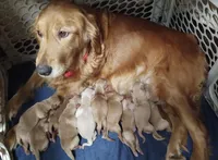 AKC American Male, a  Golden Retriever for sale in San Luis Obispo, CA – Photo 2 of 3