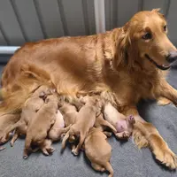 Sunny, a male Golden Retriever for sale in San Luis Obispo, CA – Photo 2 of 7