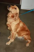Sunny, a male Golden Retriever for sale in San Luis Obispo, CA – Photo 4 of 7