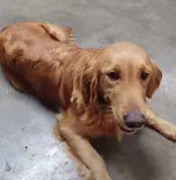 Sunny, a male Golden Retriever for sale in San Luis Obispo, CA – Photo 3 of 7
