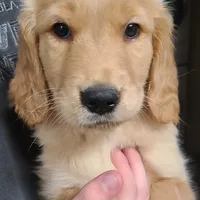 Sunny, a male Golden Retriever for sale in San Luis Obispo, CA – Photo 1 of 7