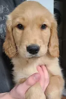 Sunny, a male Golden Retriever for sale in San Luis Obispo, CA – Photo 1 of 7