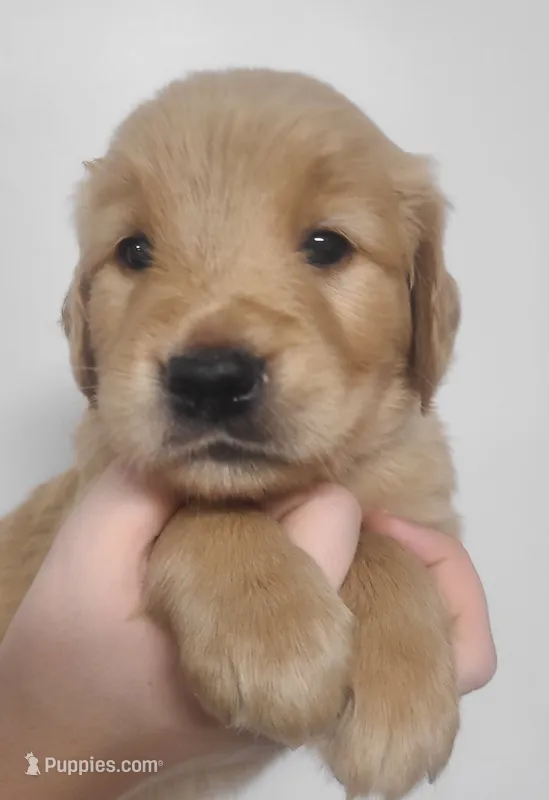 Sparkle - AKC Golden Retriever  – Golden Retriever puppy for sale in San Luis Obispo, CA