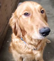 Bella - AKC Golden Retriever, a female Golden Retriever for sale in San Luis Obispo, CA – Photo 6 of 7