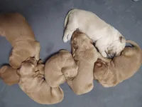 Bella - AKC Golden Retriever, a female Golden Retriever for sale in San Luis Obispo, CA – Photo 4 of 7