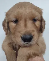 Bella - AKC Golden Retriever, a female Golden Retriever for sale in San Luis Obispo, CA – Photo 2 of 7