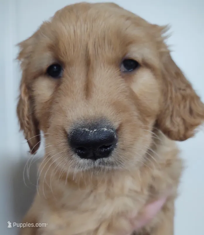 Bella - AKC Golden Retriever