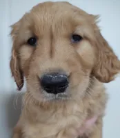 Bella - AKC Golden Retriever, a female Golden Retriever for sale in San Luis Obispo, CA – Photo 1 of 7
