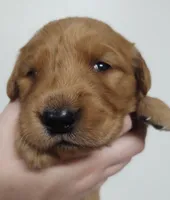 Bella - AKC Golden Retriever, a female Golden Retriever for sale in San Luis Obispo, CA – Photo 3 of 7