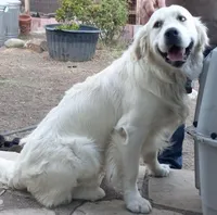 AKC English Cream pup #4, a female English Cream Golden Retriever for sale in San Luis Obispo, CA – 7 of 8