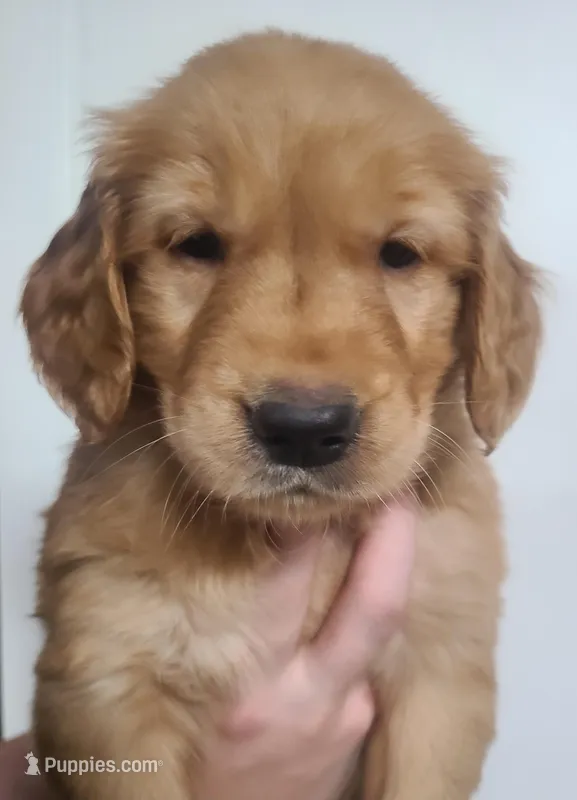 Bobby – Golden Retriever puppy for sale in San Luis Obispo, CA