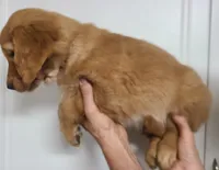 Bobby, a male Golden Retriever for sale in San Luis Obispo, CA – Photo 2 of 7