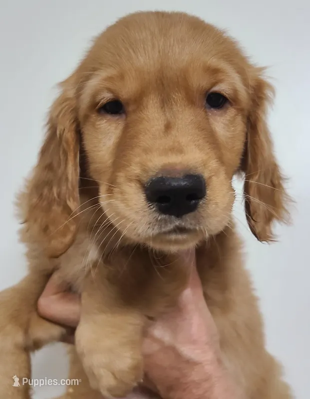 Bobby – Golden Retriever puppy for sale in San Luis Obispo, CA