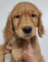 Bobby, a male Golden Retriever for sale in San Luis Obispo, CA – Photo 1 of 7