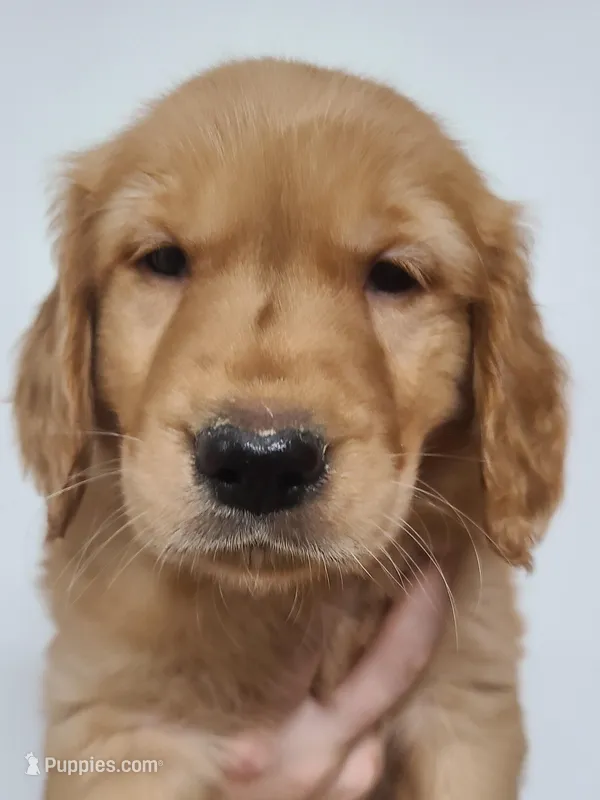 Bobby – Golden Retriever puppy for sale in San Luis Obispo, CA