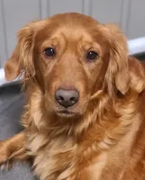 Bobby, a male Golden Retriever for sale in San Luis Obispo, CA – Photo 4 of 7