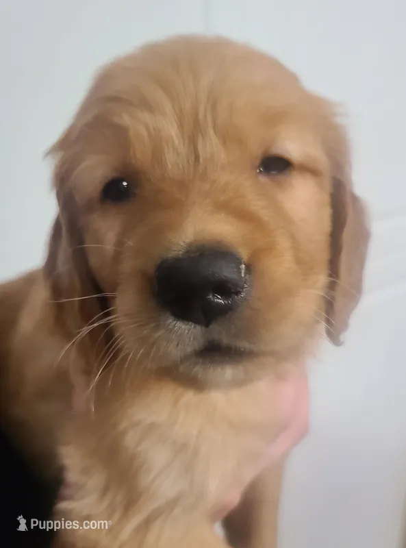 Blake (B) – Golden Retriever puppy for sale in San Luis Obispo, CA