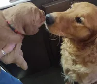 Ollie (B), a male Golden Retriever for sale in San Luis Obispo, CA – Photo 8 of 8