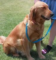 Ollie (B), a male Golden Retriever for sale in San Luis Obispo, CA – Photo 3 of 8