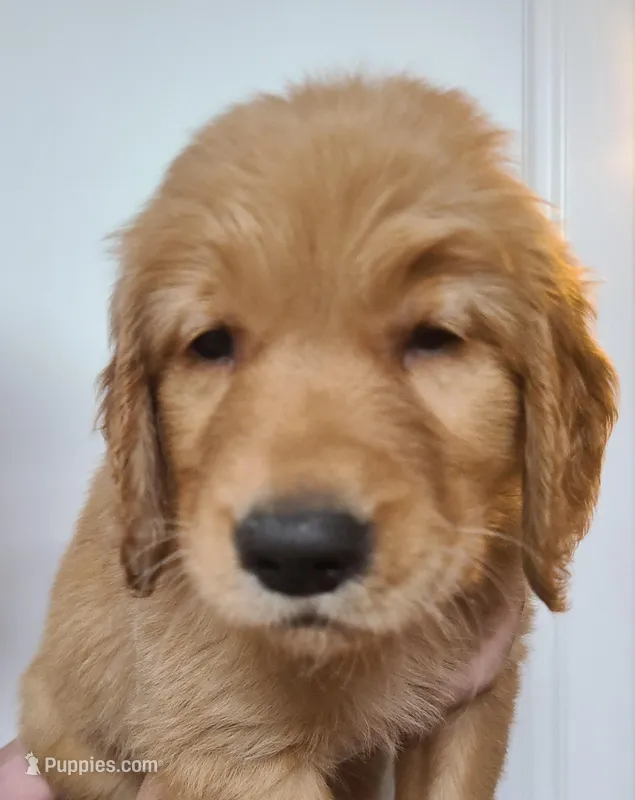 Blake (B) – Golden Retriever puppy for sale in San Luis Obispo, CA