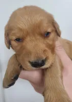 Blake (B), a male Golden Retriever for sale in San Luis Obispo, CA – Photo 1 of 8