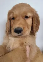 Blake (B), a male Golden Retriever for sale in San Luis Obispo, CA – Photo 2 of 8