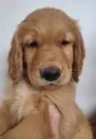 Blake (B), a male Golden Retriever for sale in San Luis Obispo, CA – Photo 1 of 8