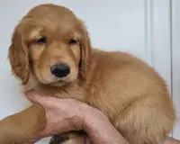 Blake (B), a male Golden Retriever for sale in San Luis Obispo, CA – Photo 3 of 8