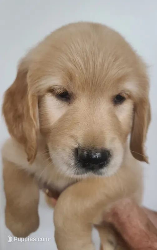 Ginger - AKC Golden Retriever  – Golden Retriever puppy for sale in San Luis Obispo, CA