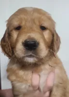 Violet, a female Golden Retriever for sale in San Luis Obispo, CA – Photo 1 of 7