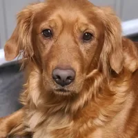 Violet, a female Golden Retriever for sale in San Luis Obispo, CA – Photo 3 of 7