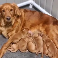 Violet, a female Golden Retriever for sale in San Luis Obispo, CA – Photo 4 of 7